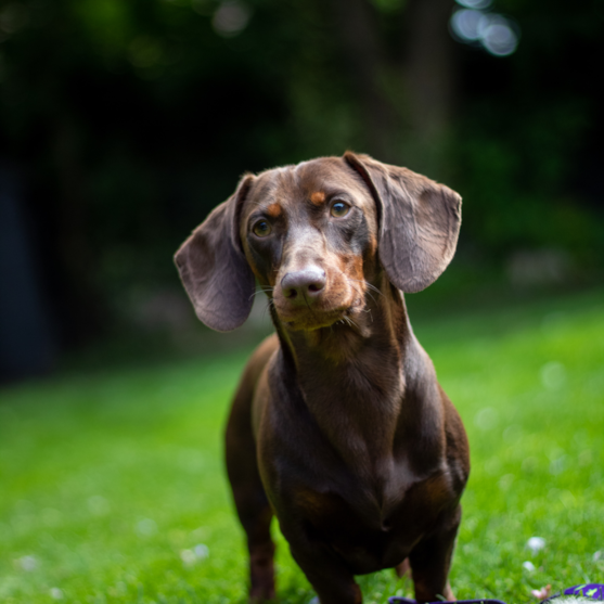 chocolate dachshund on grass